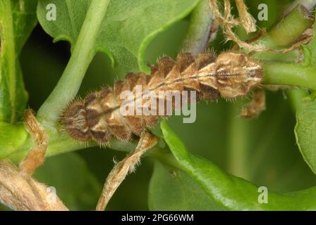 Purple Hairstreak (Quercusia quercus) caterpillar, on Common Oak (Quercus robur) shoot in ancient woodland, Alun Valley, Vale of Glamorgan, South Stock Photo