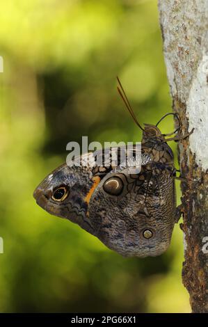 Brush-footed butterfly (Nymphalidae), Other animals, Insects, Butterflies, Animals, Cassia's Owlet Butterfly (Opsiphanes cassiae) adult, feeding on Stock Photo