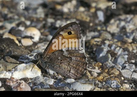 Brush-footed butterfly (Nymphalidae), Other animals, Insects, Butterflies, Animals, Southern Grayling (Hipparchia aristaeus) adult male, resting Stock Photo