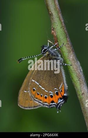 Gossamer winged butterfly (Lycaenidae), Other animals, Insects, Butterflies, Animals, Black Hairstreak (Satyrium pruni) adult, underside, resting on Stock Photo