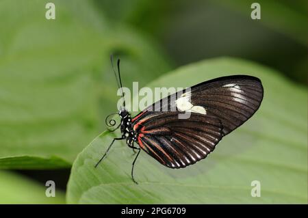 Postman butterfly (Heliconius melpomene), postman butterfly, Passion flower butterfly, Other animals, Insects, Butterflies, Animals, Postman adult Stock Photo