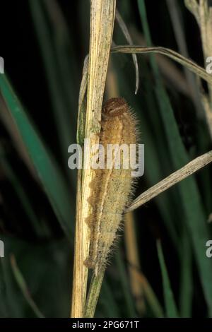 Ringlet (Aphantopus hyperantus), Brown woodland birds, Other animals, Insects, Butterflies, Animals, Ringlet caterpillar, feeding on grazing in Stock Photo