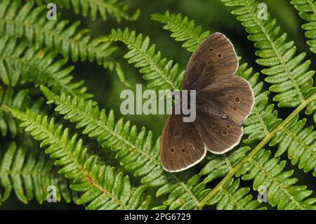 Ringlet (Aphantopus hyperantus) adult, resting on bracken frond, Southwater Woods, West Sussex, England, United Kingdom Stock Photo