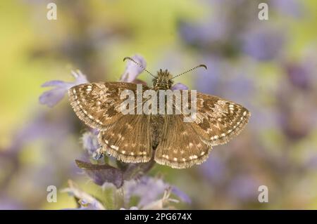 Dingy skipper (Erynnis tages), Insects, Moths, Butterflies, Animals, Other animals, Dingy Skipper adult, resting on selfheal England, Great Britain Stock Photo