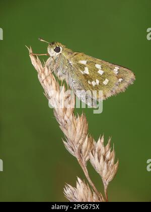 Silver-spotted skipper (Hesperia comma), adult female, resting on dry grass, Simplon Pass, Swiss Alps, Switzerland Stock Photo