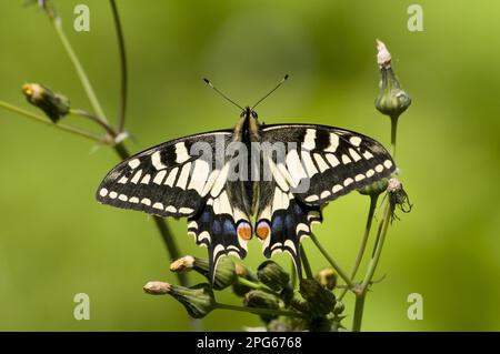 Common Swallowtail (Papilio machaon britannicus) British race, adult, resting on groundsel, Strumpshaw Fen RSPB Reserve, River Yare, The Broads Stock Photo