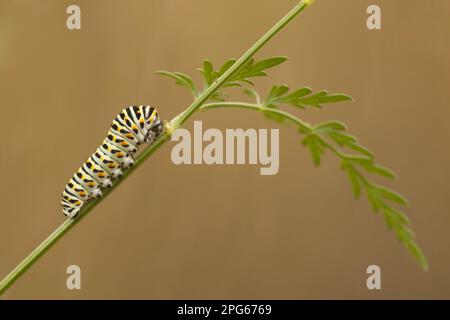 Common Swallowtail (Papilio machaon britannicus) caterpillar, feeding on Milk Parsley, The Broads N. P. Norfolk, England, United Kingdom Stock Photo