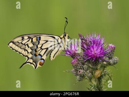 Common swallowtail (Papilio machaon britannicus) British breed, adult, resting on thistle flowers, Norfolk, England, United Kingdom Stock Photo