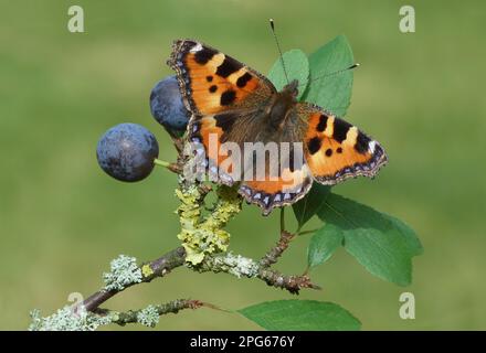 Small small tortoiseshell (Aglais urticae) adult, resting on leaves of blackthorn (Prunus spinosa) with ripe fruit, Leicestershire, England, United Stock Photo