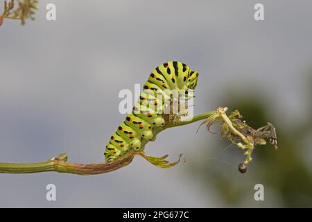 Common Swallowtail (Papilio machaon britannicus) caterpillar, feeding on Milk Parsley, Hickling Broad, The Broads N. P. Norfolk, England, United Stock Photo