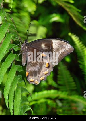 Ulysses butterfly (Papilio ulysses joesa) adult, resting on fern, Daintree N. P. Queensland, Australia Stock Photo