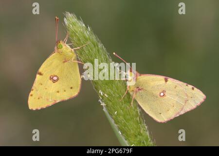 Clouded dark clouded yellow (Colias croceus) adult pair, sleeping on grass flower head, Lesvos, Greece Stock Photo