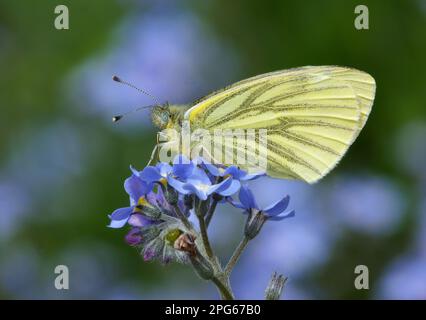 Adult green-veined white (Pieris napi) roosting on field forget-me-not (Myosotis arvensis) flowers in garden, Leicestershire, England, United Kingdom Stock Photo