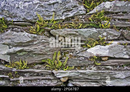 Maidenhair spleenwort (Asplenium trichomanes) on limestone wall, garden snails (Helix aspersa) hibernating in cracks, Devonian, England, spring Stock Photo