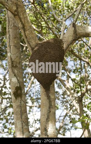 South American Cherry, Brazilian Cherry, Carob family, anime (Hymenaea courbaril) branches, with termite nest, Iwokrama Rainforest, Guiana Shield Stock Photo