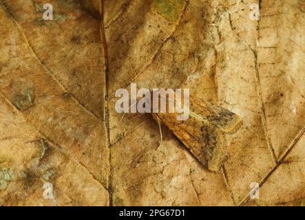 Cotton Bollworm (Helicoverpa armigera) 'Scarce Bordered Straw', adult, resting on leaf, Norfolk, England, United Kingdom Stock Photo