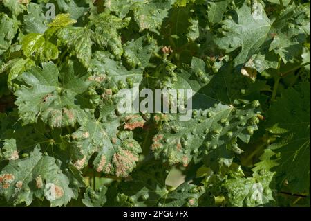 Grapevine blister mite (Colomerus vitis), damage blisters on the upper surface of vine leaves in France Stock Photo