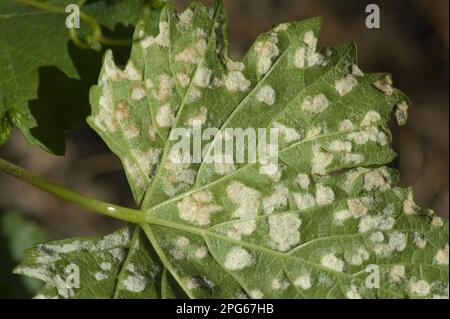 Grapevine blister mite (Colomerus vitis), white damage blisters on the lower surface of vine leaves in France Stock Photo