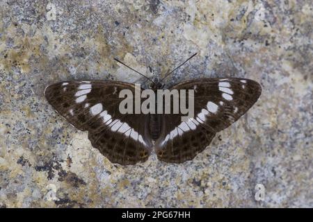 Ladoga camilla, Small butterfly, Small kingfisher, Other animals, Insects, Butterflies, Animals, White Admiral rest on stone Stock Photo