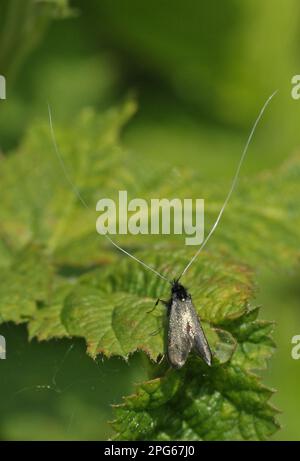 Green Longhorn (Adela reaumurella) adult male, resting on leaf, Norfolk, England, United Kingdom Stock Photo