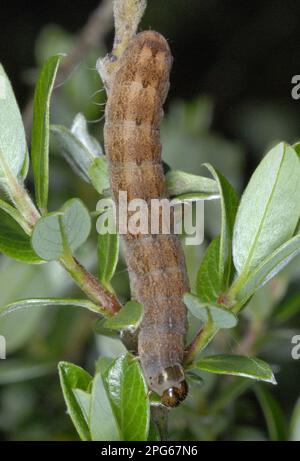 Brick Moth (Agrochola circellaris) caterpillar, feeding on Creeping Sallow (Salix repens) in dune system, Whitford Burrows National Nature Reserve Stock Photo