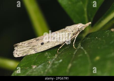Bee Moth (Aphomia sociella) adult, resting on leaf in garden, Belvedere, Bexley, Kent, England, United Kingdom Stock Photo