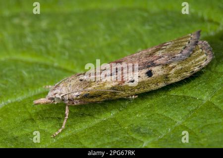 Bee Moth (Aphomia sociella) adult, resting on leaf in garden, Sowerby, North Yorkshire, England, United Kingdom Stock Photo