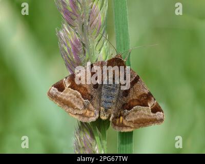 Burnet companion, Brown day owls, Insects, Moths, Butterflies, Animals, Other animals, Burnet Companion Moth (Euclidia glyphica) adult female Stock Photo