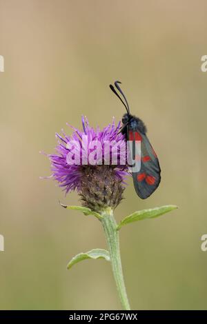 Six-spot Burnet (Zygaena filipendulae) adult, feeding on Black Knapweed (Centaurea nigra) flower, Leicestershire, England, United Kingdom Stock Photo