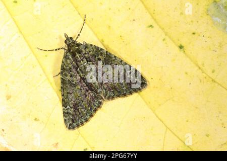 Red-green Carpet (Chloroclysta siterata) Moth adult, resting on autumn leaf, Powys, Wales, United Kingdom Stock Photo