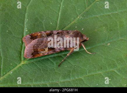 Purple Clay (Diarsia brunnea) adult, resting on leaf, Norfolk, England, United Kingdom Stock Photo