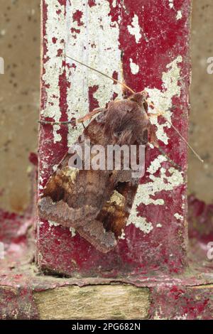 Brown owlet moth (Noctuidae), Insects, Moths, Butterflies, Animals, Other animals, Purple Clay adult, resting on old window Stock Photo