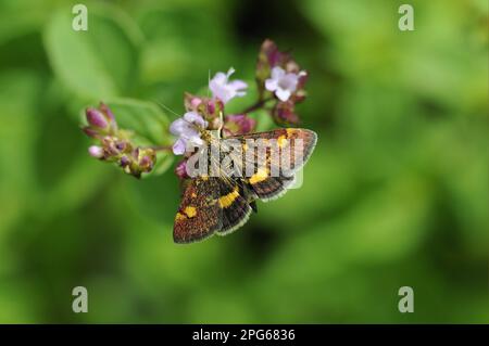 Purple borer (Pyrausta purpuralis), Purple borer, Purple borer, Insects, Moths, Butterflies, Animals, Other animals, Common Purple and Gold Moth Stock Photo