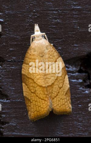 Chequered Fruit-tree Tortrix (Pandemis corylana) adult, resting on fence in garden, Belvedere, Bexley, Kent, England, United Kingdom Stock Photo