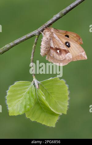 Tau tau emperor (Aglia tau) adult female, sleeping on a branch of copper beech (Fagus sylvatica) with newly opened leaves, larval food plant, Italy Stock Photo