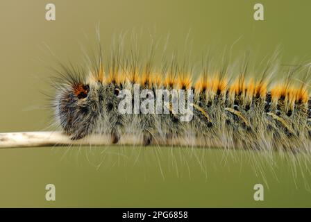 Grass Eggar (Lasiocampa trifolii) caterpillar, on marram grass stalk in sand dunes, Pembrey Country Park, Llanelli, Carmarthenshire, Wales, United Stock Photo