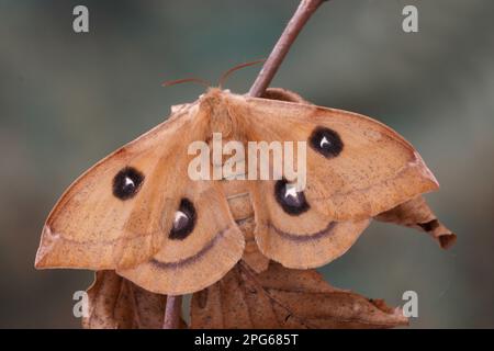 Dew tau emperor (Aglia tau) adult female, sleeping on a branch of copper beech (Fagus sylvatica) with dry leaves, Italy Stock Photo
