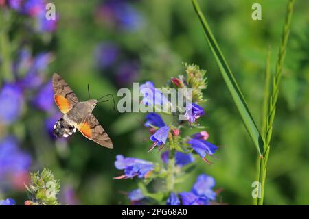 Hummingbird hawk-moth (Macroglossum stellatarum), Pigeon Tail, Carp Tail, sphingid (Sphingidae), Insects, Moths, Butterflies, Animals, Other Animals Stock Photo