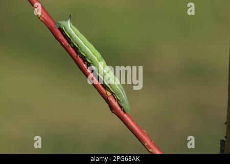 Hummingbird hawk-moth (Macroglossum stellatarum), Pigeon tail, Carp tail, sphingid (Sphingidae), Insects, Moths, Butterflies, Animals, Other animals Stock Photo