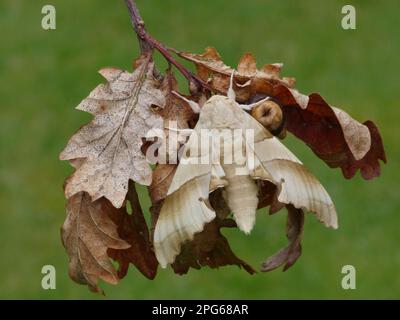 Oak hawk-moth (Marumba quercus), Hawkmoths, Insects, Moths, Butterflies, Animals, Other animals, Oak Hawkmoth adult, resting on dry oak leaves Stock Photo