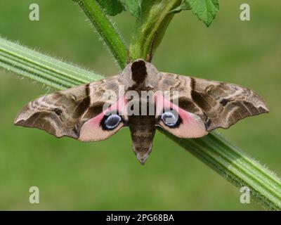 Smerinthus ocellatus, eyed hawk-moths (Smerinthus ocellata), Insects, Moths, sphingid (Sphingidae), Animals, Other animals, Eyed Hawkmoth adult Stock Photo