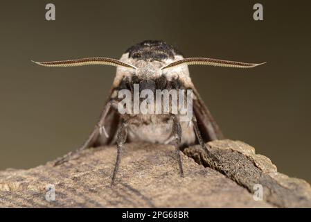Privet Hawkmoth (Sphinx ligustri) adult, close-up of head and antennae, Oxfordshire, England, United Kingdom Stock Photo