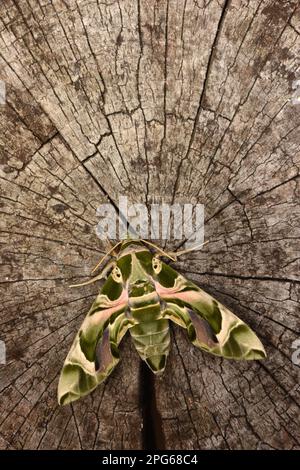 Oleander hawk moth (Daphnis nerii), Other animals, Insects, Butterflies, Animals, Oleander Hawkmoth adult, resting on log, captive bred Stock Photo