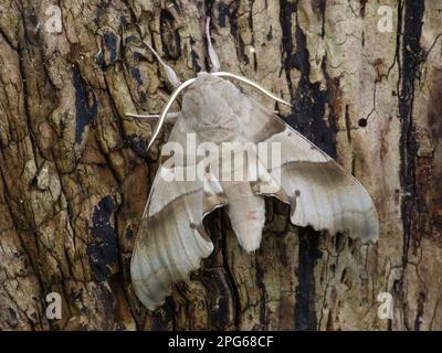 Oak hawk-moth (Marumba quercus), Hawkmoth, Insects, Moths, Butterflies, Animals, Other animals, Oak Hawkmoth adult male, resting on tree stump Stock Photo