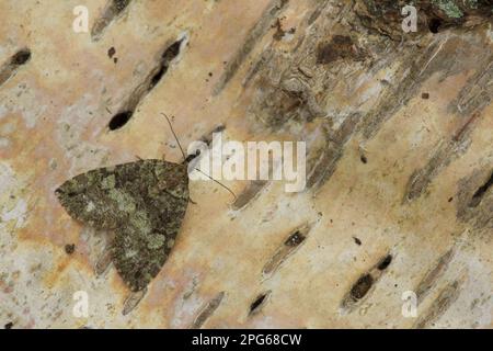 July highflyer (Hydriomena furcata), Insects, Moths (Geometridae), Butterflies, Animals, Other animals, July Highflyer adult, Sheffield, South Stock Photo