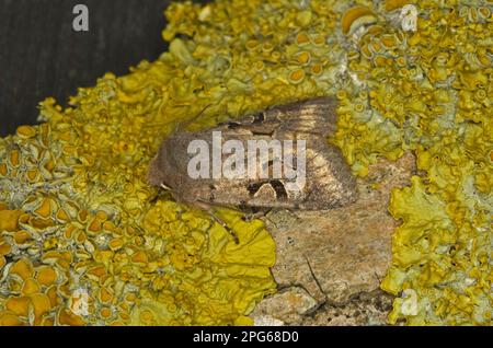 Hebrew Character (Orthosia gothica) adult, resting on lichen, Norfolk, England, United Kingdom Stock Photo