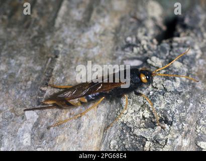 Giant wood wasp, giant woodwasps, Other animals, Insects, Animals, Greater Horntail (Urocerus gigas) or wood wasp- Sirex gigas Stock Photo