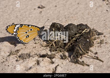 Small Monarch, Common Tiger, Other Animals, Insects, Butterflies, Animals Monarch attracted to nutrients in dung Stock Photo