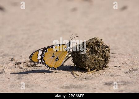 Small Monarch, Common Tiger, Other Animals, Insects, Butterflies, Animals Monarch attracted to nutrients in dung Stock Photo