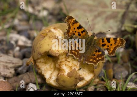 Polygonia C Album, comma (Nymphalis c-album), Other animals, Insects, Butterflies, Animals, male comma butterfly feeding on bramley apple Stock Photo
